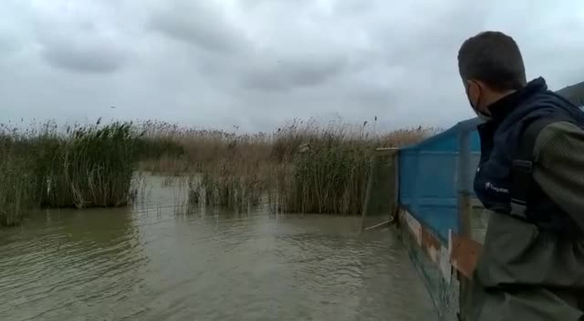 Así se salva al pato más amenazado de Europa