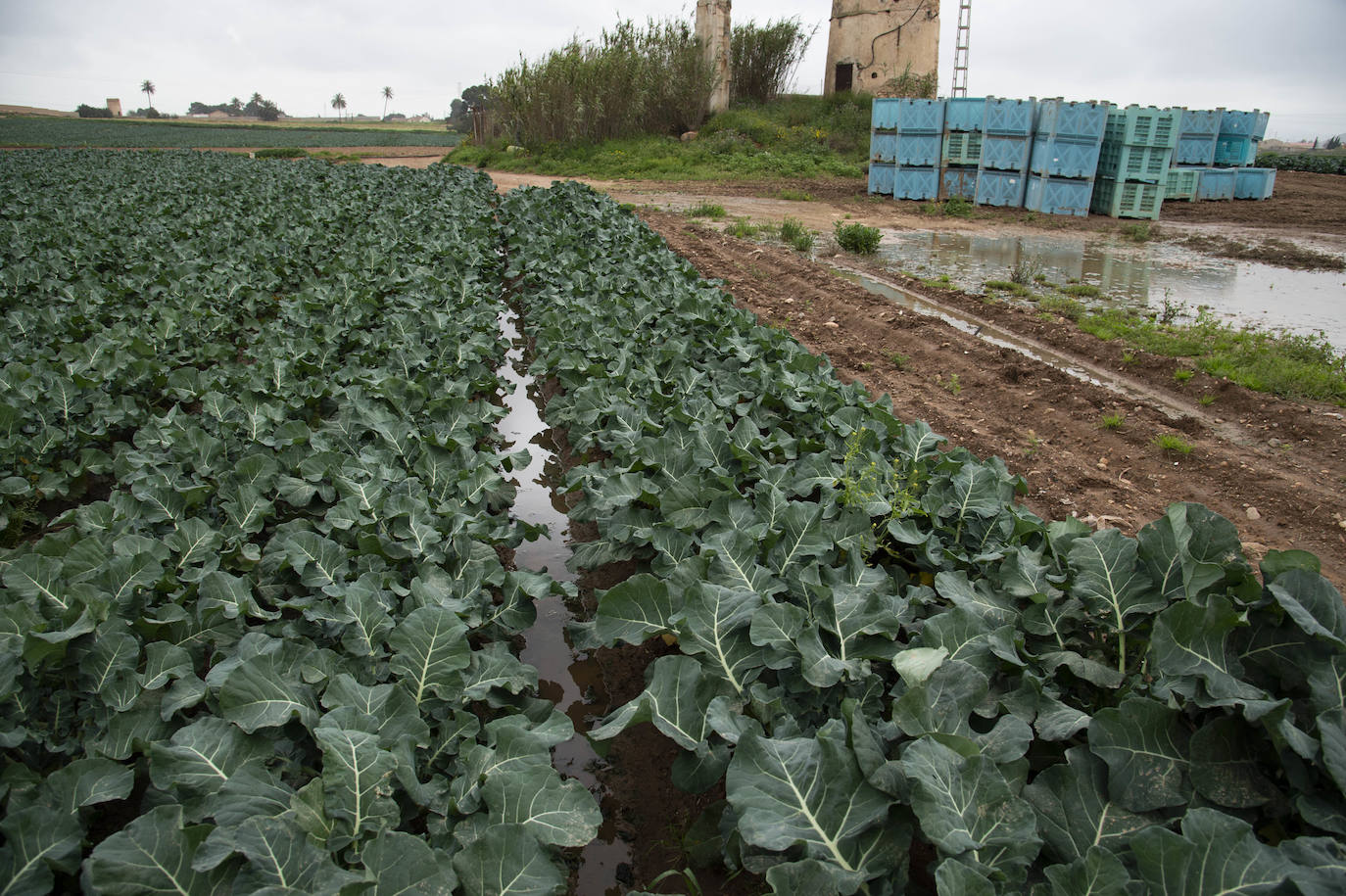 Fotos: El barro impide la recolección de más de seis mil hectáreas de cultivos hortícolas en la Región