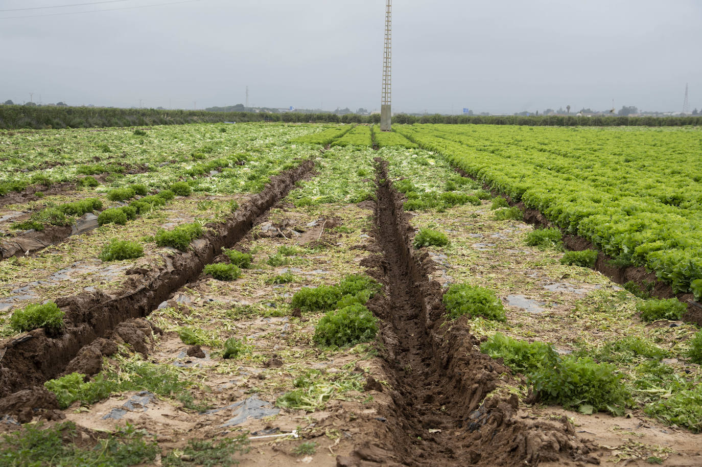 Fotos: El barro impide la recolección de más de seis mil hectáreas de cultivos hortícolas en la Región