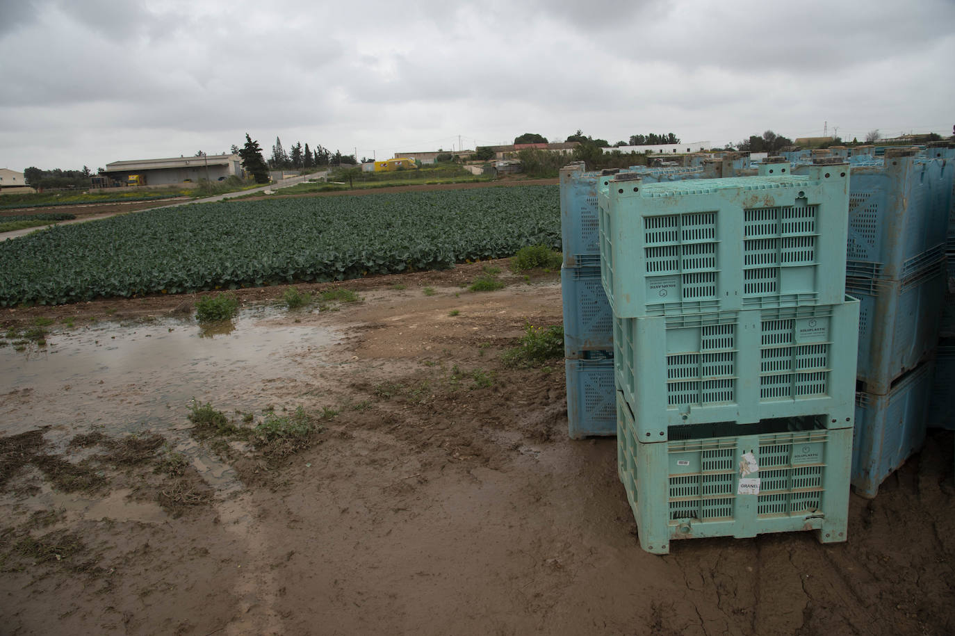 Fotos: El barro impide la recolección de más de seis mil hectáreas de cultivos hortícolas en la Región