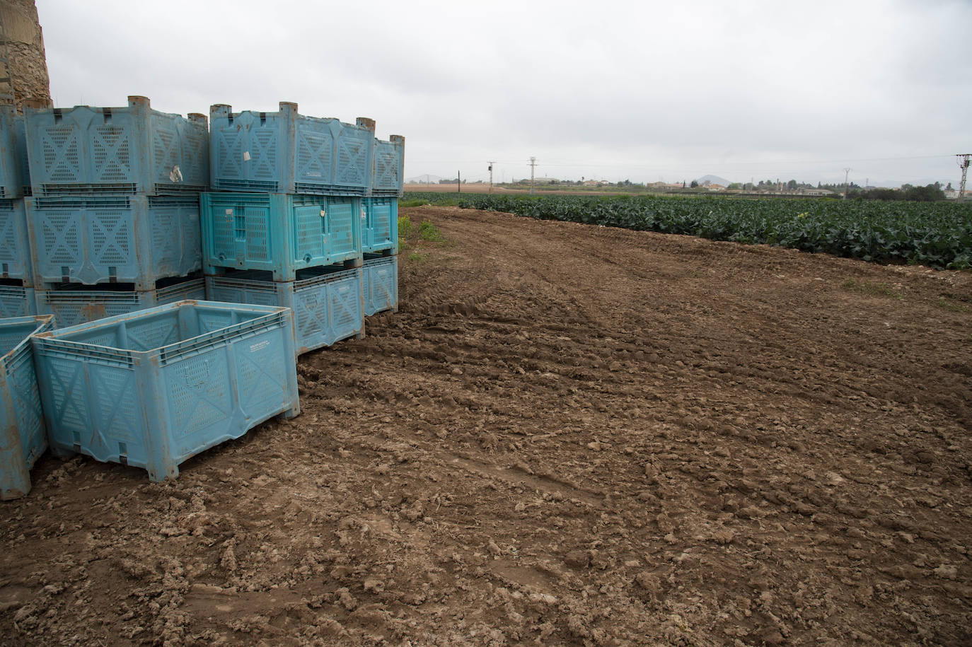 Fotos: El barro impide la recolección de más de seis mil hectáreas de cultivos hortícolas en la Región