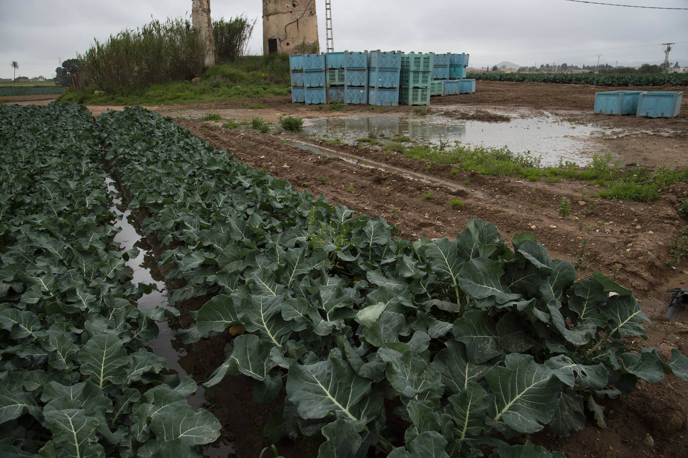Fotos: El barro impide la recolección de más de seis mil hectáreas de cultivos hortícolas en la Región
