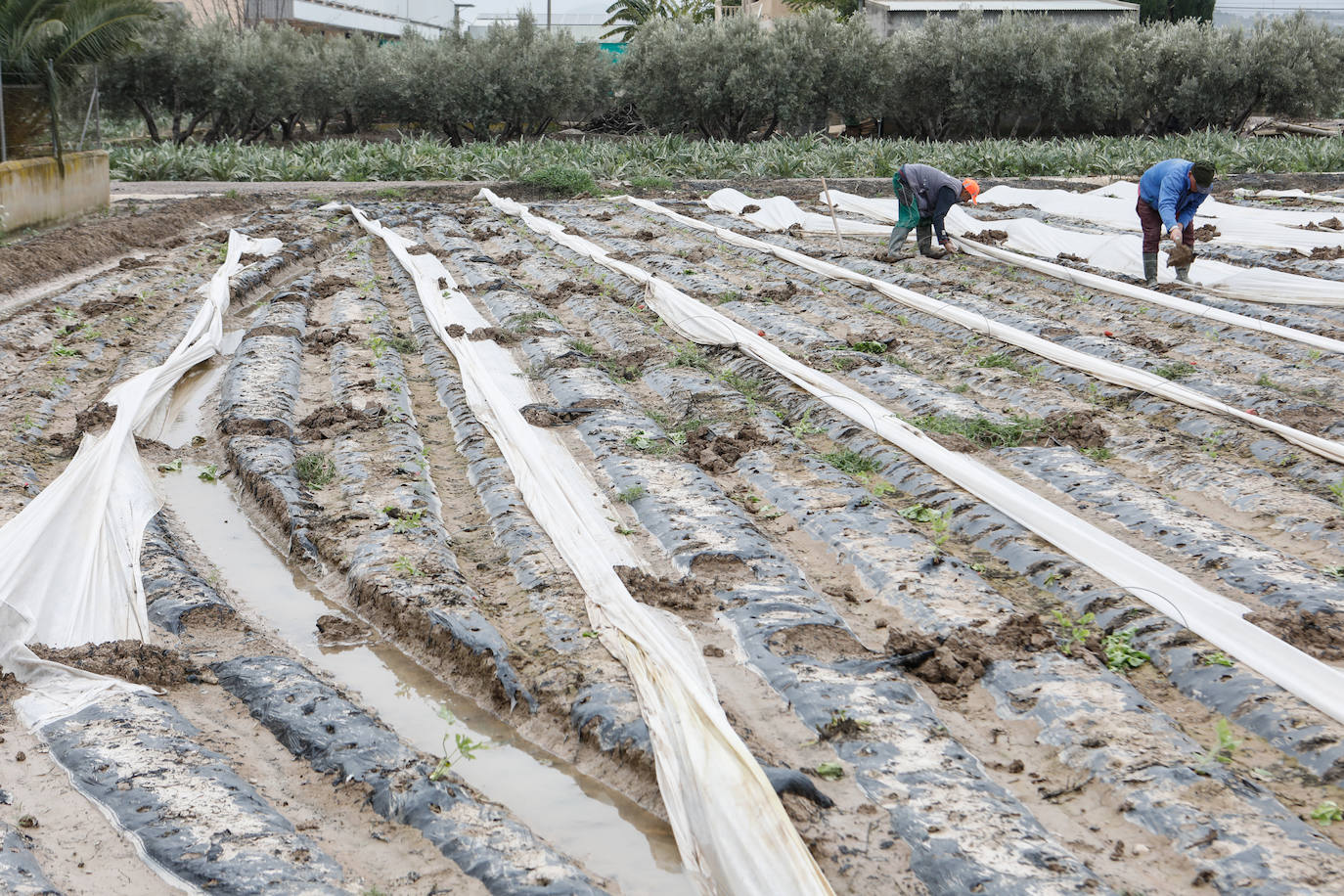 Fotos: El barro impide la recolección de más de seis mil hectáreas de cultivos hortícolas en la Región