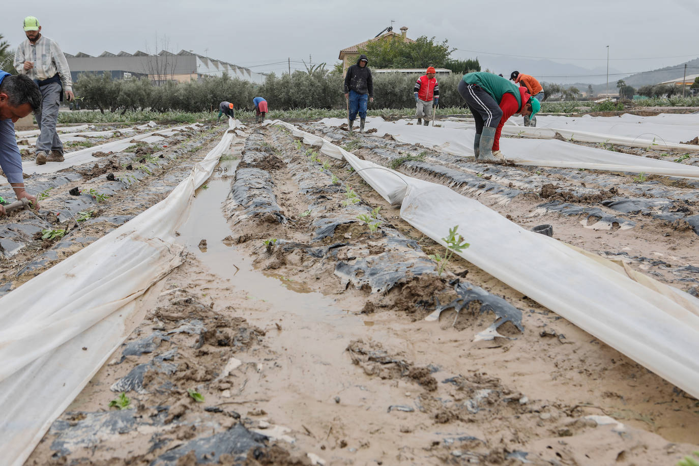 Fotos: El barro impide la recolección de más de seis mil hectáreas de cultivos hortícolas en la Región