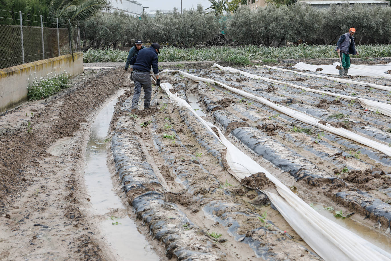 Fotos: El barro impide la recolección de más de seis mil hectáreas de cultivos hortícolas en la Región