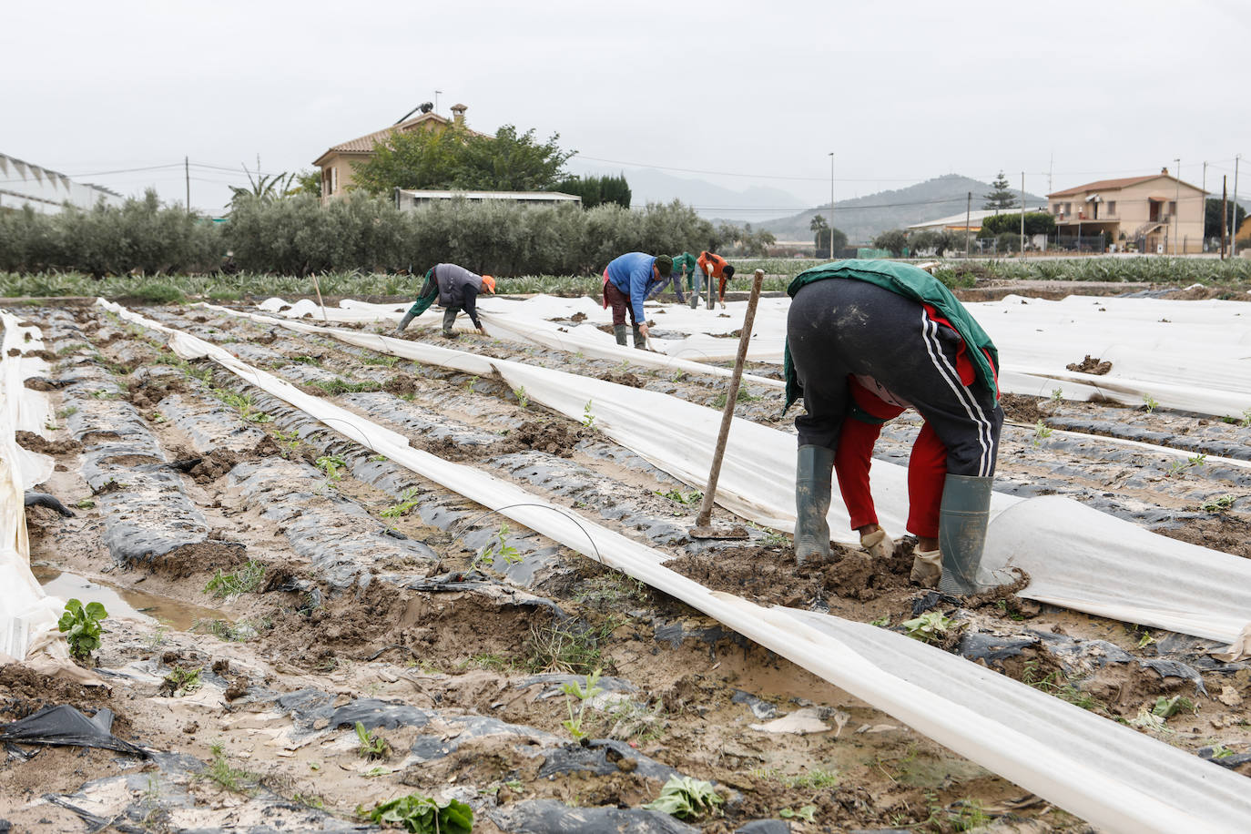 Fotos: El barro impide la recolección de más de seis mil hectáreas de cultivos hortícolas en la Región