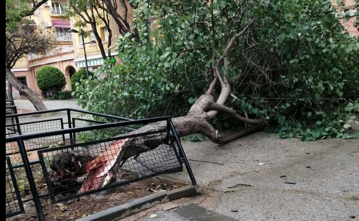 Imagen de cómo ha quedado el árbol a causa del fuerte viento. 