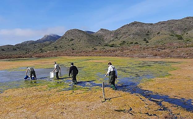 Imagen principal - Rambla Salada se convierte en el nuevo reservorio del fartet del Chícamo