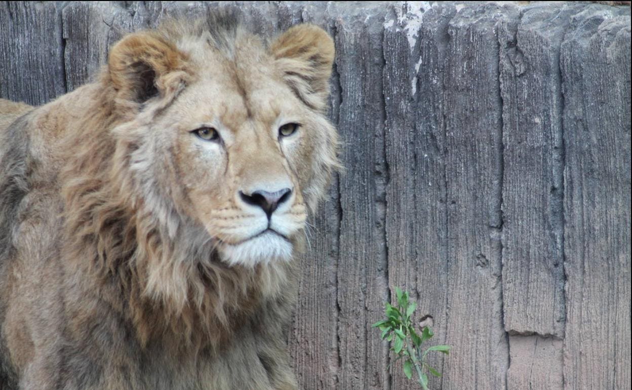 Dos leones africanos llegan a Terra Natura Murcia | La Verdad