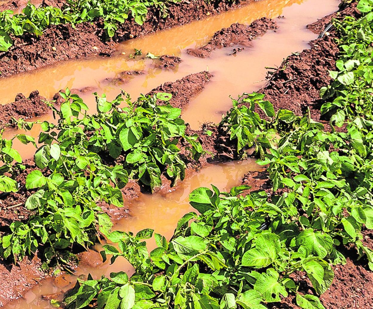 Estragos sufridos por la patata en el Campo de Cartagena. 