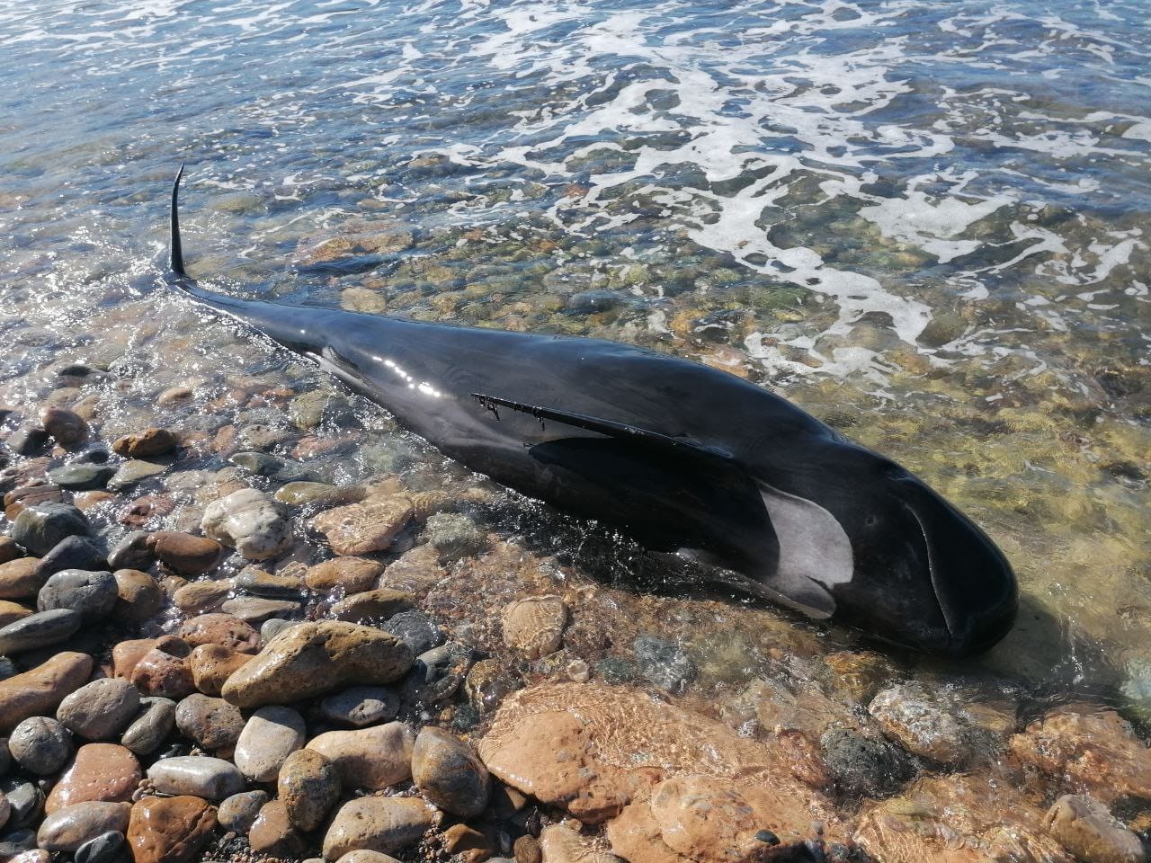 El cetáceo muerto encontrado este sábado en la playa de San Ginés, en la diputación cartagenera de La Azohía.