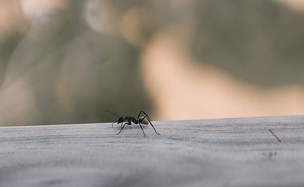 Consejos y remedios caseros para evitar que las hormigas entren en tu casa