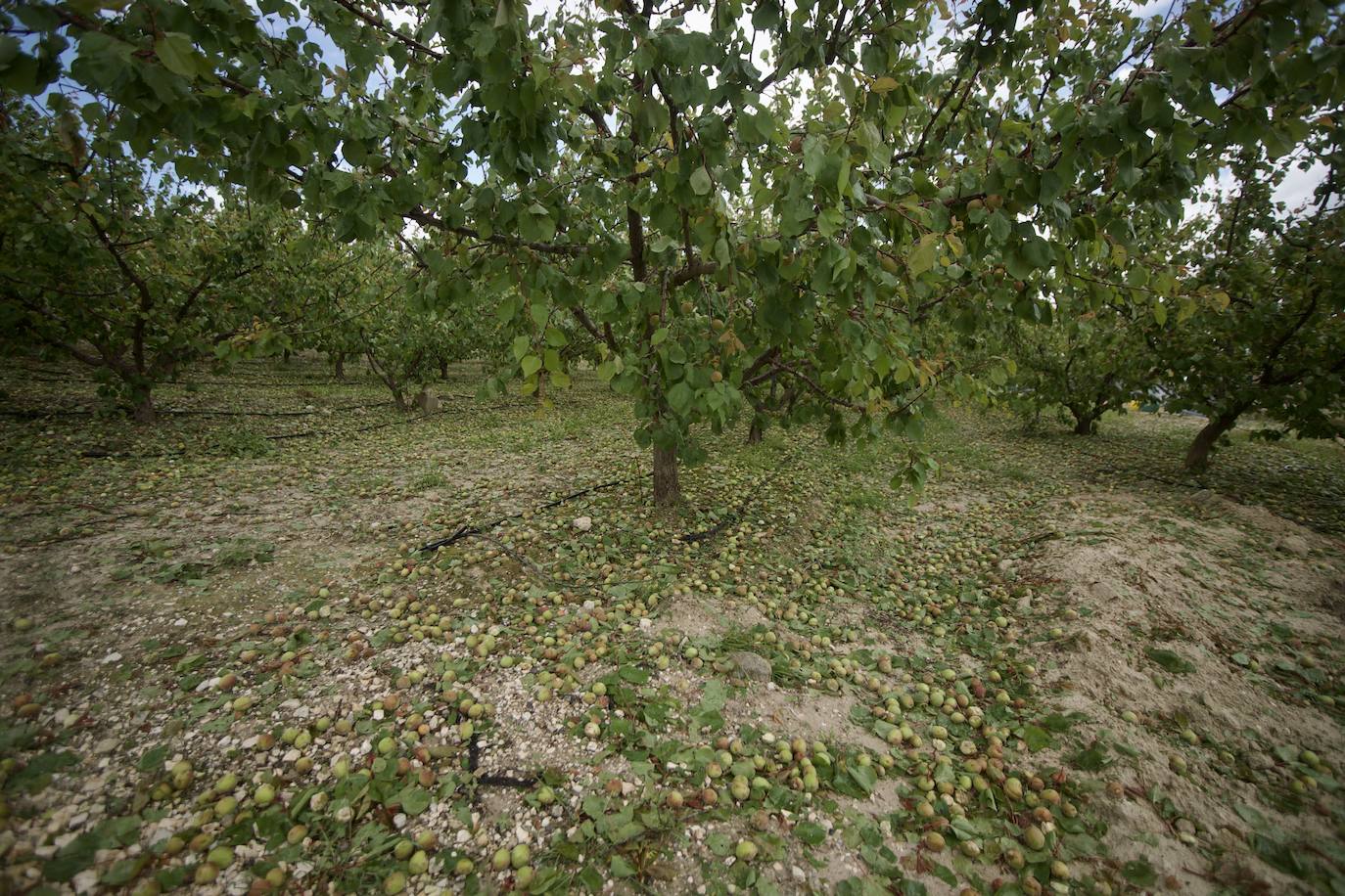 Fotos: Las consecuencias del tornado en Mula