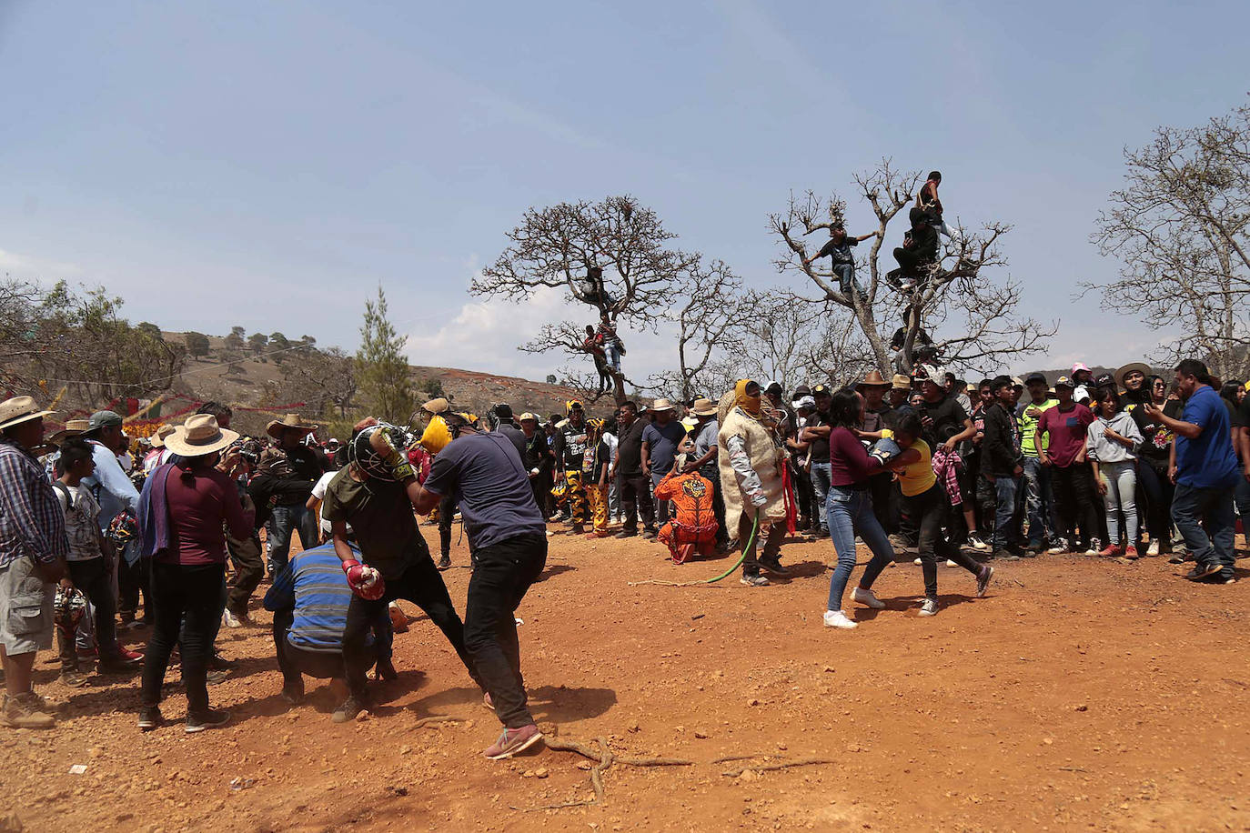Fotos: Pelea de tigres