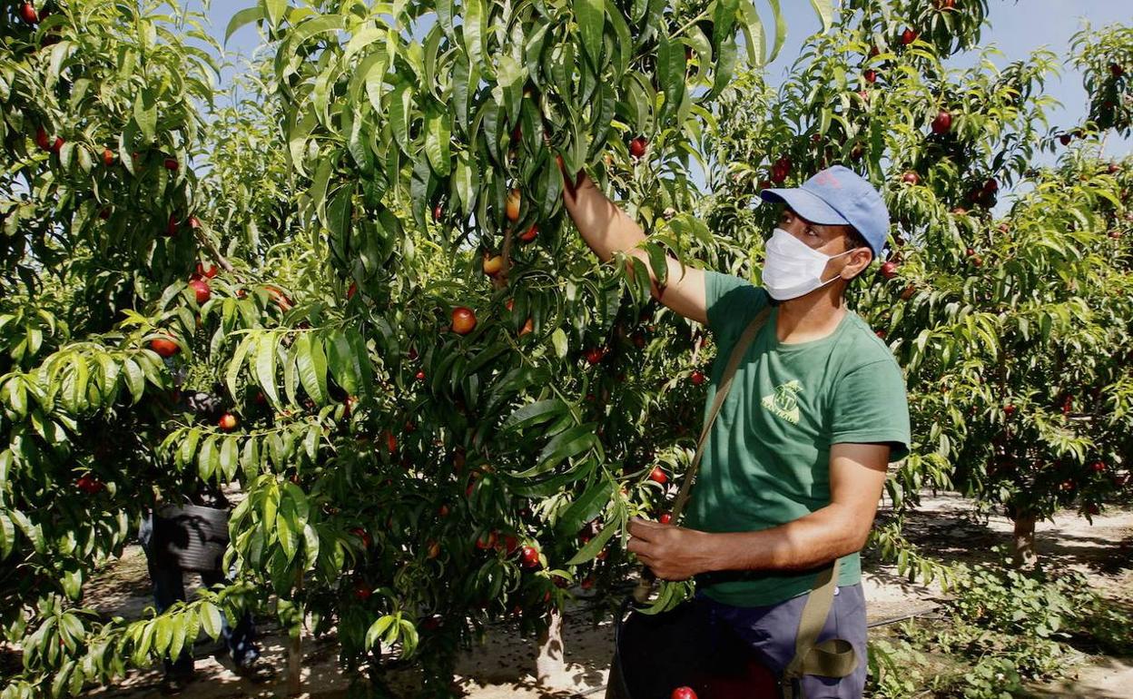 Un empleado recoge fruta de temporada en una imagen de archivo. 