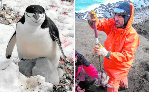 Un pingüino de la Antártida y el exconsejero Miguel Motas durante uno de sus estudios.