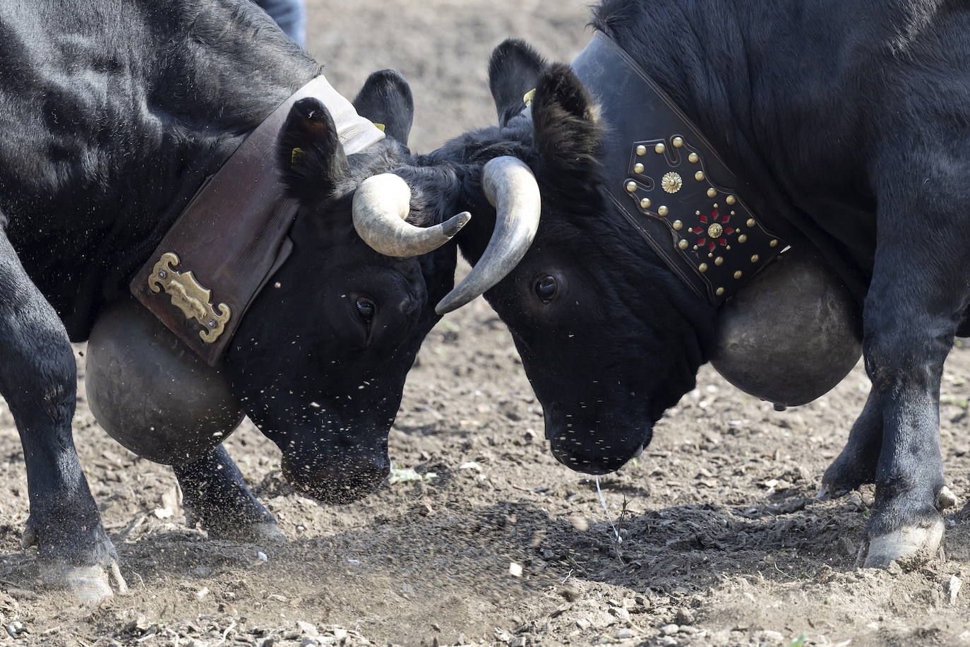 Fotos: Sólo puede quedar una