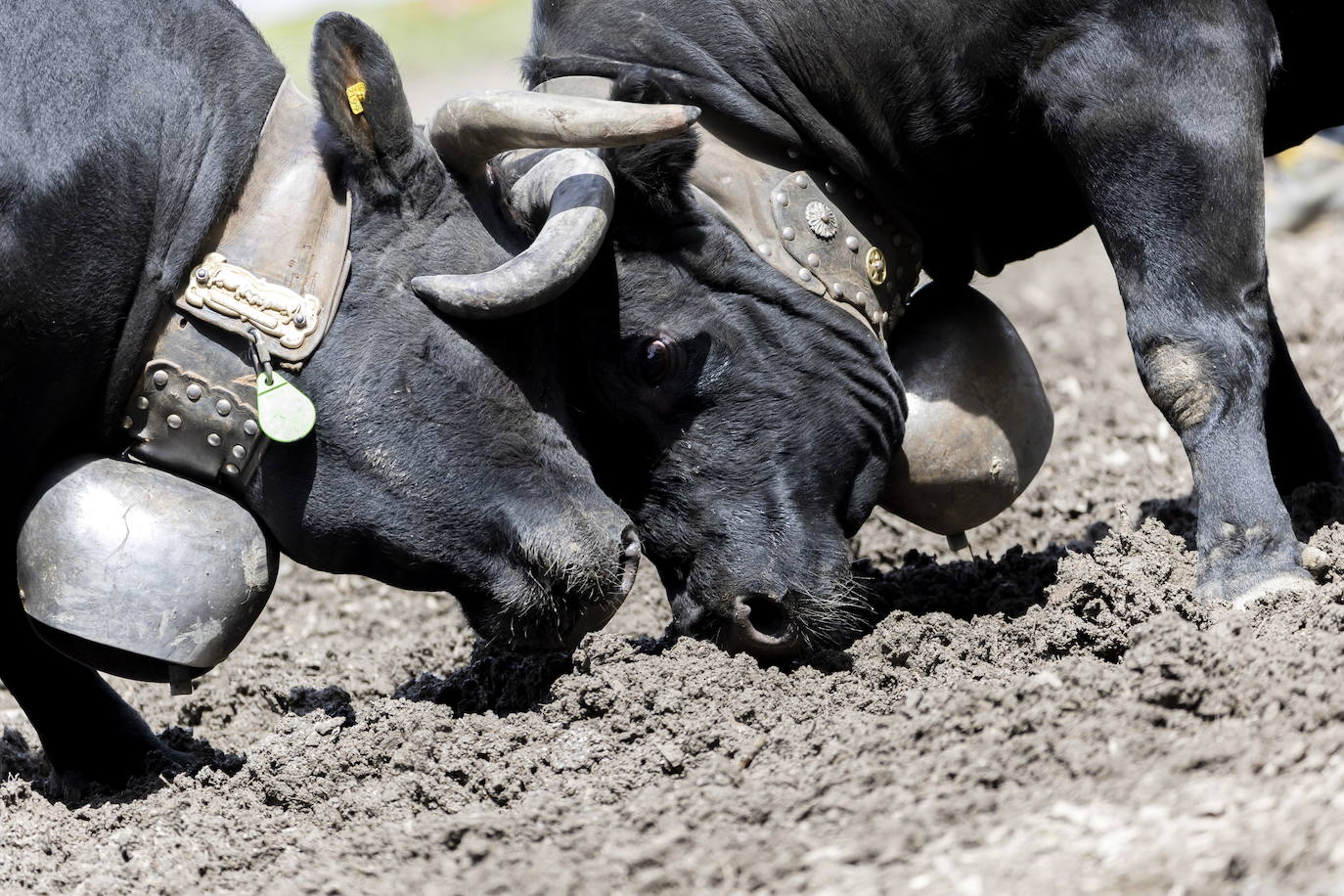 Fotos: Sólo puede quedar una