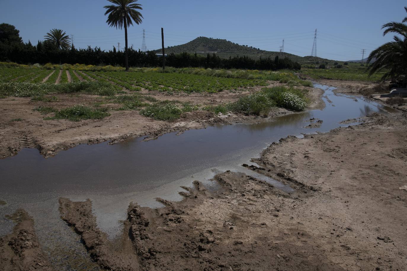 Fotos: El derrame de la depuradora de Cabezo Beaza anega parcelas agrícolas y viales