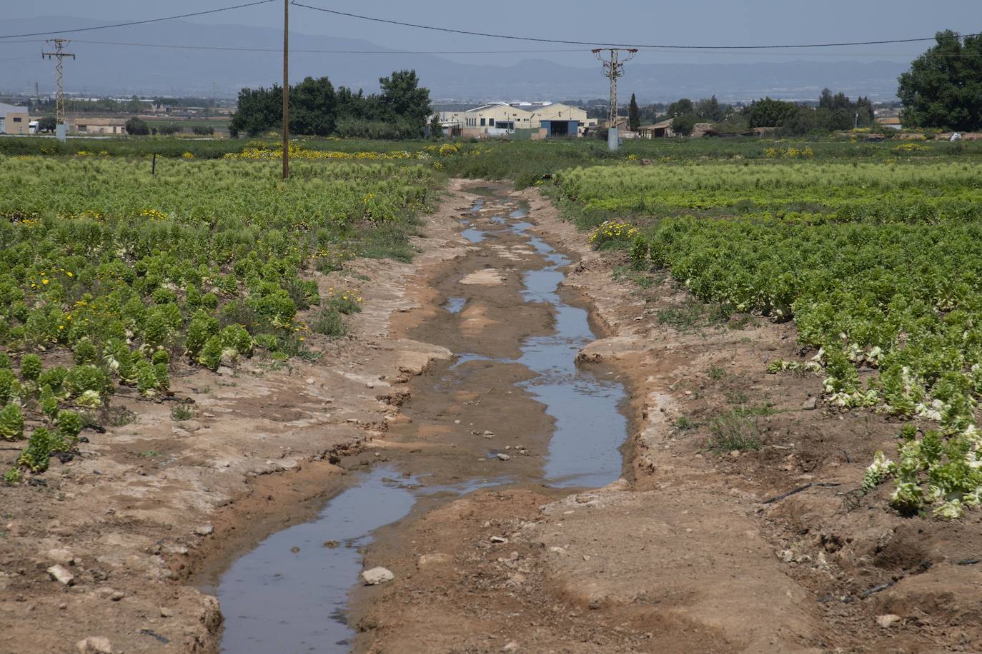 Fotos: El derrame de la depuradora de Cabezo Beaza anega parcelas agrícolas y viales