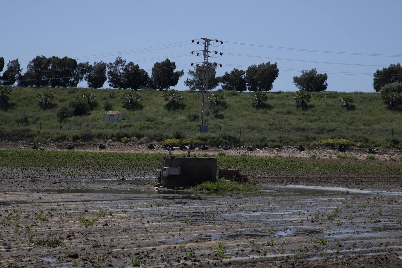 Fotos: El derrame de la depuradora de Cabezo Beaza anega parcelas agrícolas y viales
