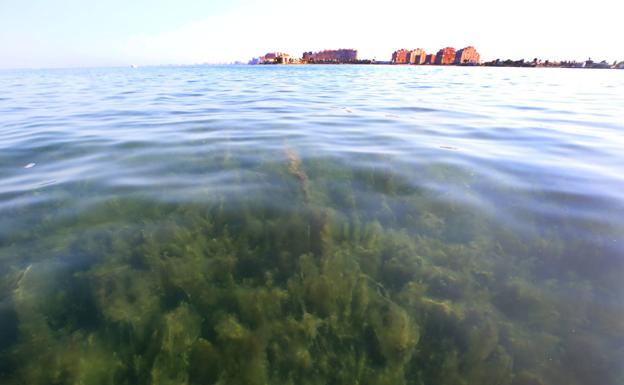 Galería. Algas en el Mar Menor.