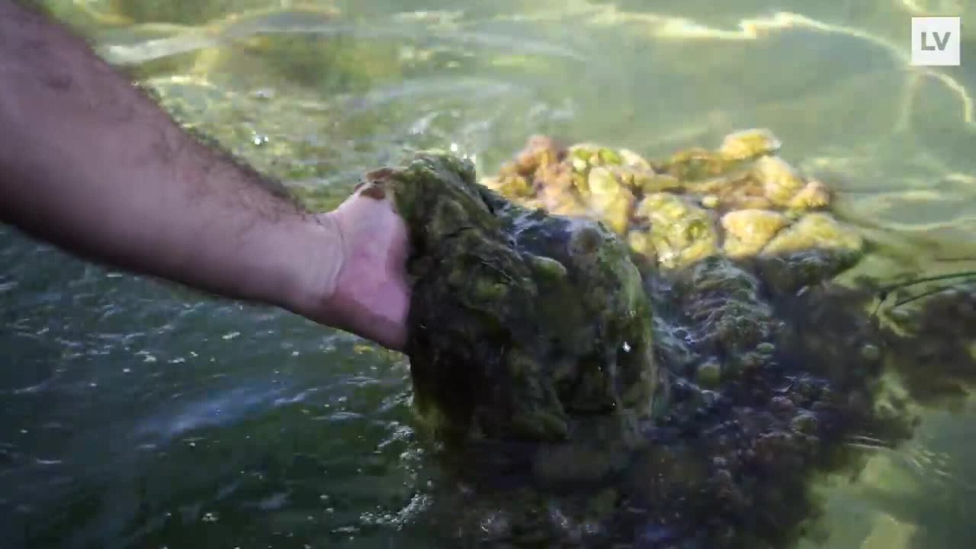 Así está el Mar Menor en la zona del Hotel Doblemar