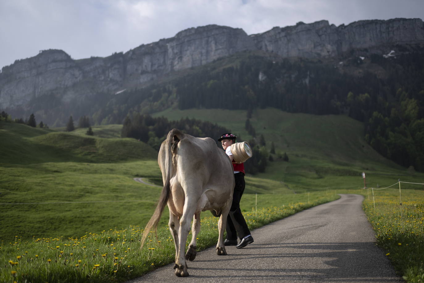 Fotos: Alpaufzug en Suiza