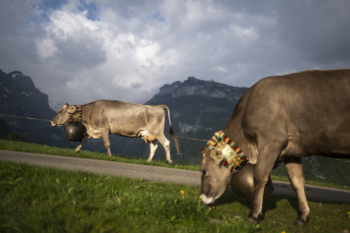 Fotos: Alpaufzug en Suiza