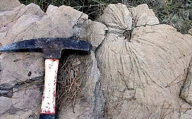 Ejemplar de Zoophycus, estructura de bioturbación del sedimento originada por invertebrados. 