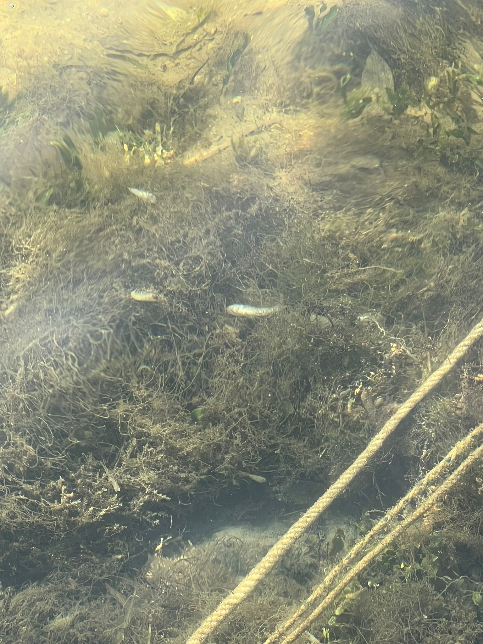 Un agente medioambiental junto a otro de la Guardia Civil, este miércoles, en Santiago de la Ribera.