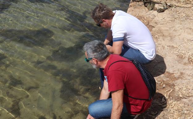 Unidas Podemos reclama la dimisión de Luengo por el episodio de hipoxia en el Mar Menor