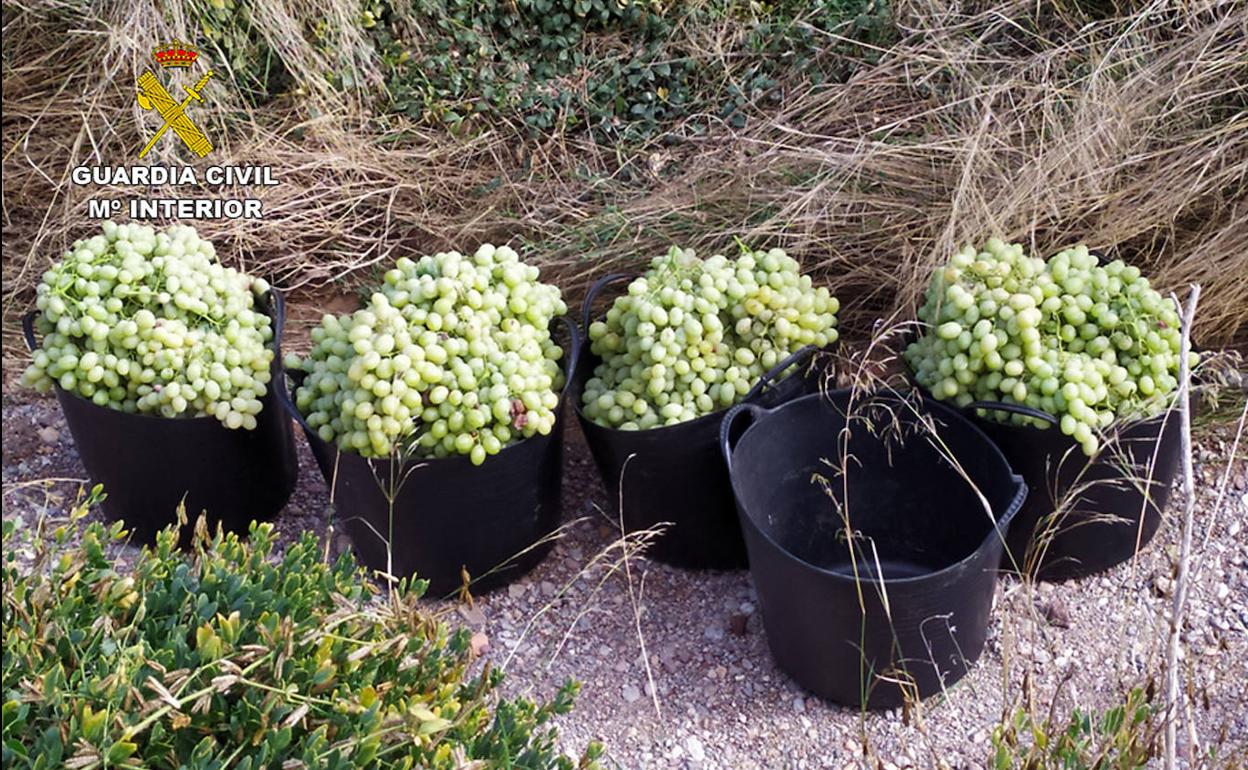 Robos en el campo Murcia