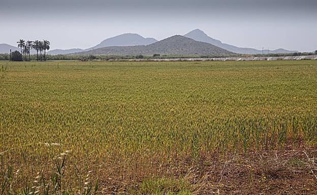Campo de cereales en el entorno del Mar Menor.