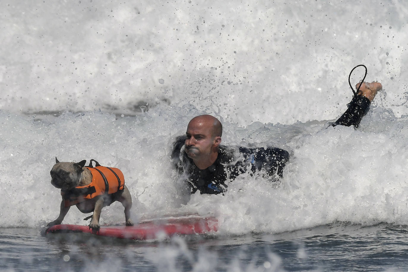 Fotos: Campeonato de Surf para perros