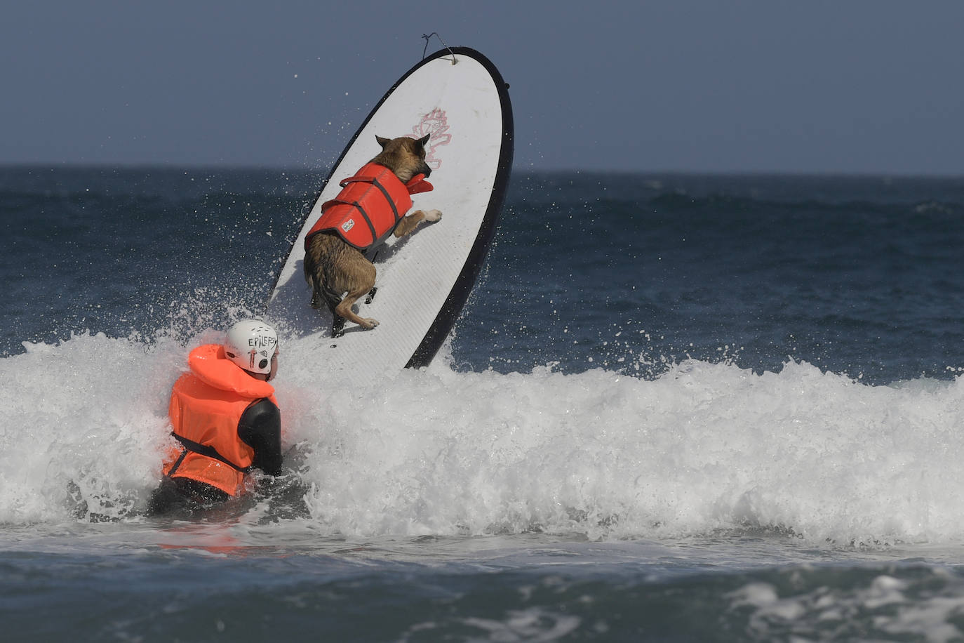 Fotos: Campeonato de Surf para perros