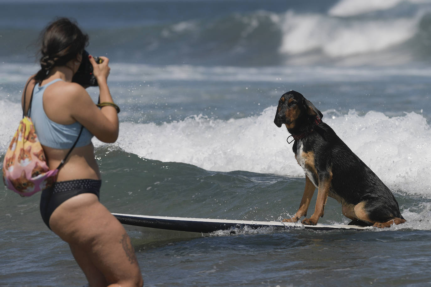 Fotos: Campeonato de Surf para perros