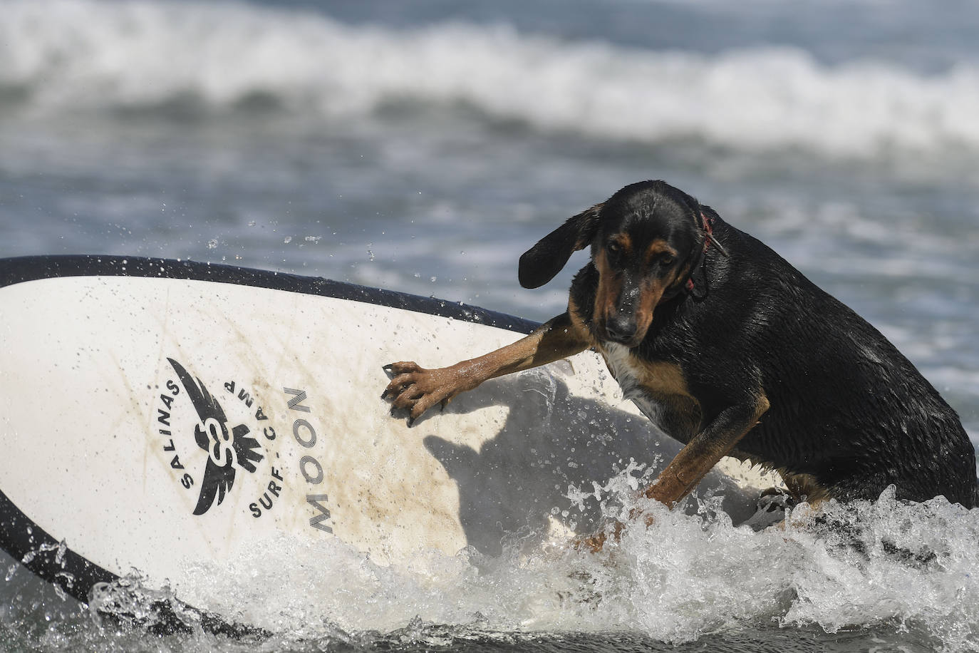 Fotos: Campeonato de Surf para perros