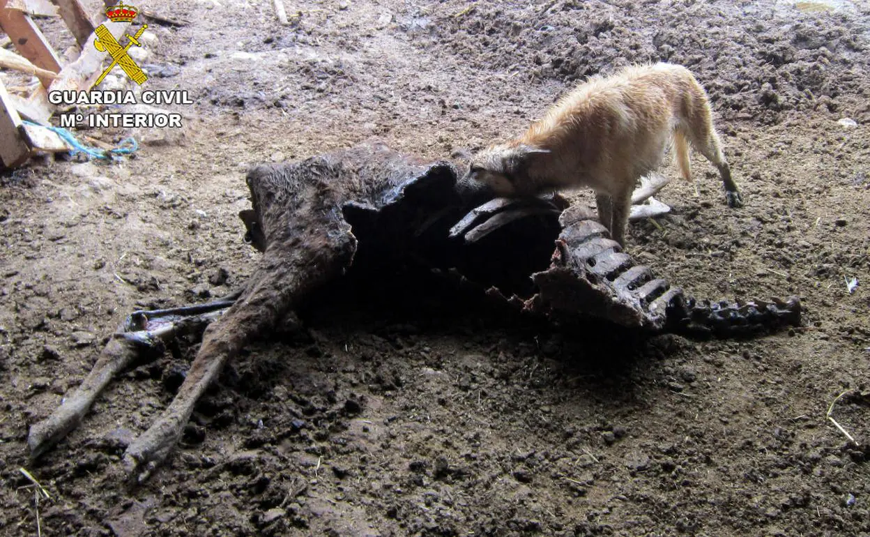 Un perro devora los restos de otro animal muerto