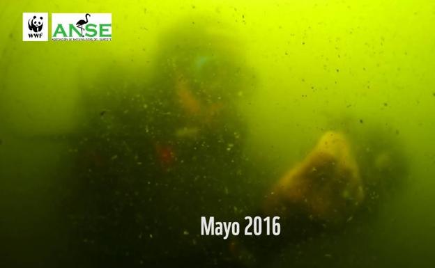 Vídeo | WWF y ANSE repasan la evolución del Mar Menor seis años después de la sopa verde