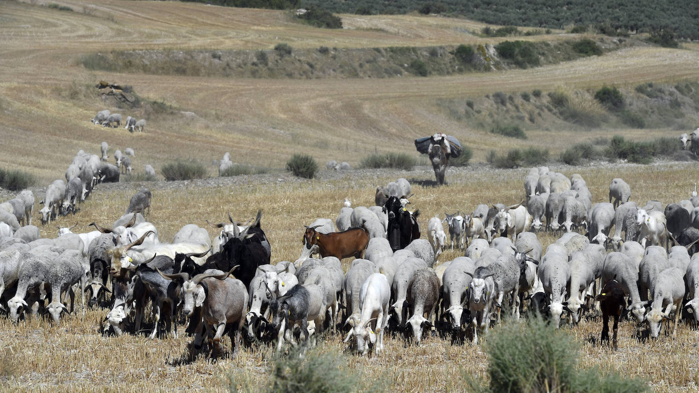 Fotos: Ovejas montesinas en La Tercia (Moratalla)