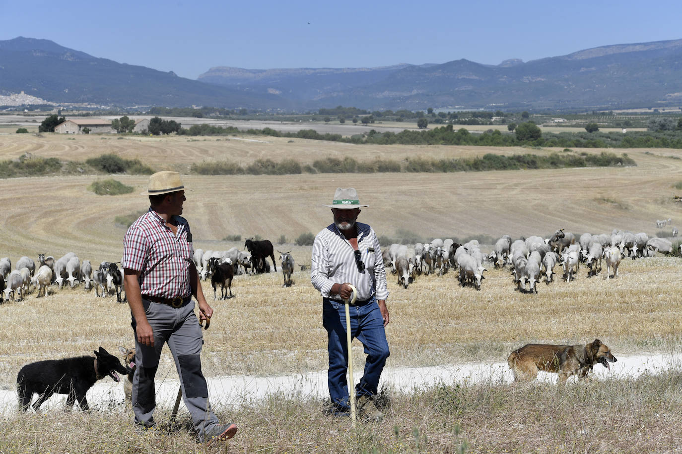 Fotos: Ovejas montesinas en La Tercia (Moratalla)