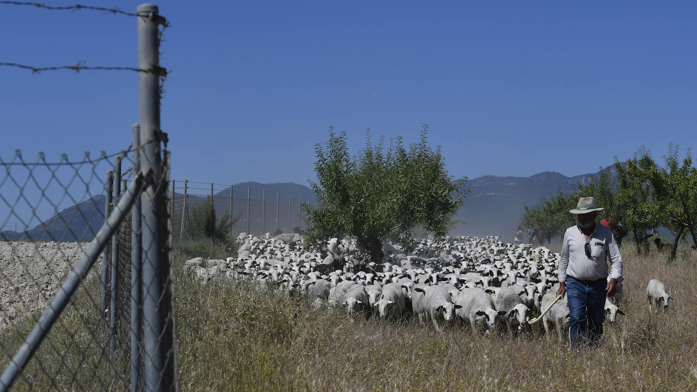 Fotos: Ovejas montesinas en La Tercia (Moratalla)