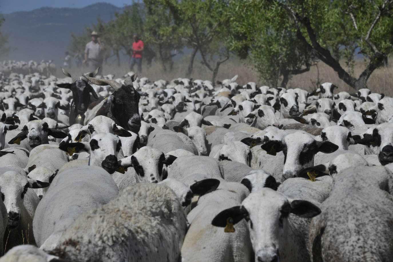 Fotos: Ovejas montesinas en La Tercia (Moratalla)