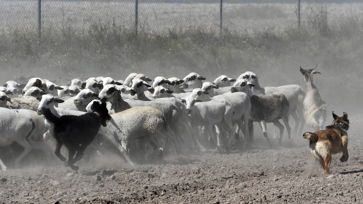 Fotos: Ovejas montesinas en La Tercia (Moratalla)