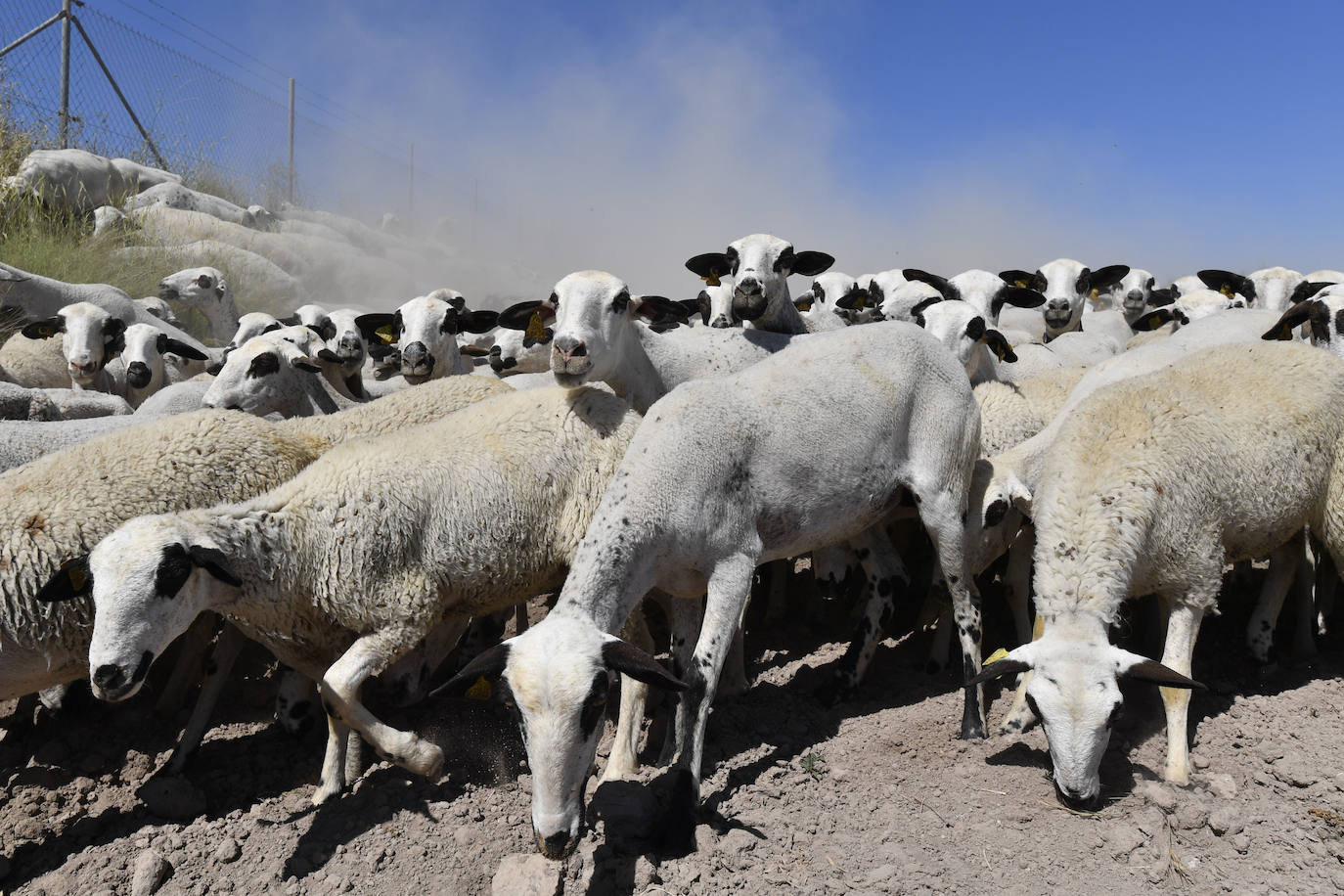 Fotos: Ovejas montesinas en La Tercia (Moratalla)