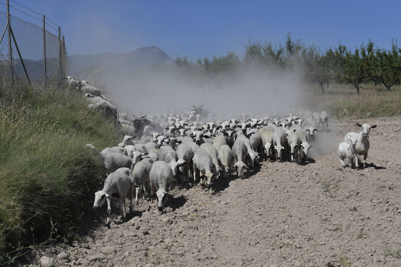 Fotos: Ovejas montesinas en La Tercia (Moratalla)