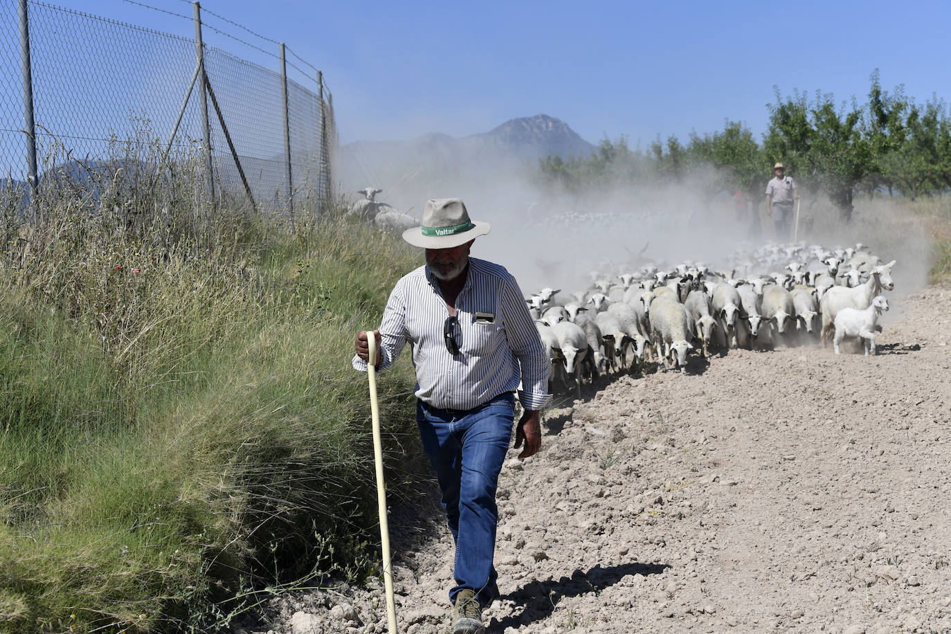 Fotos: Ovejas montesinas en La Tercia (Moratalla)