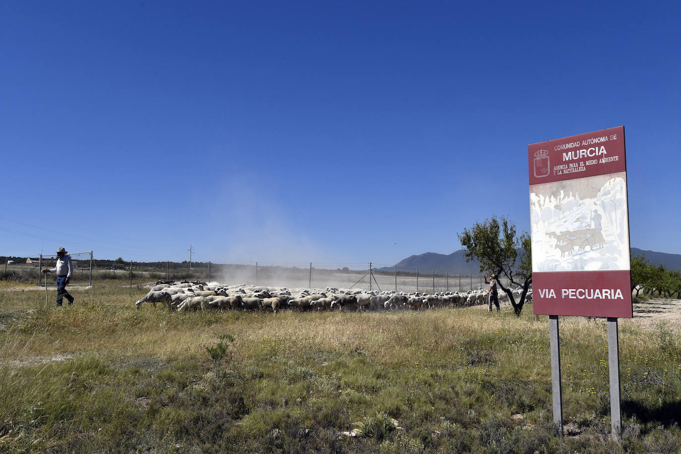 Fotos: Ovejas montesinas en La Tercia (Moratalla)