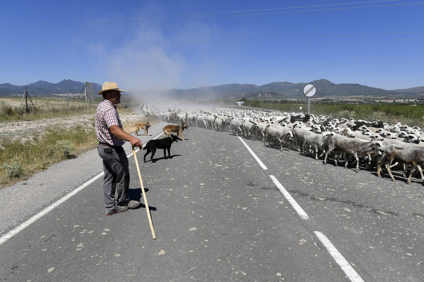 Fotos: Ovejas montesinas en La Tercia (Moratalla)